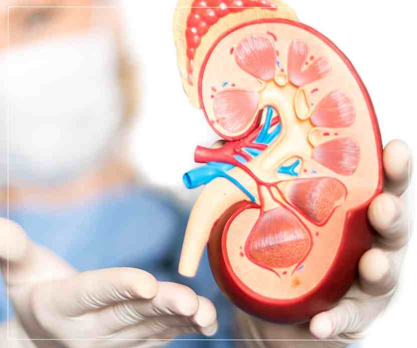 Most Common Kidney Diseases
